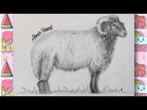 تعليم الرسم للمبتدئين كيف ترسم خروف خطوة بخطوة How To Draw A Sheep Step By Step 