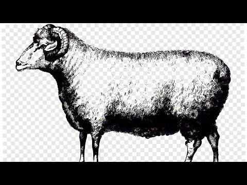 تعليم رسم للمبتدئين كبش العيد بالقلم How To Draw A Sheep 