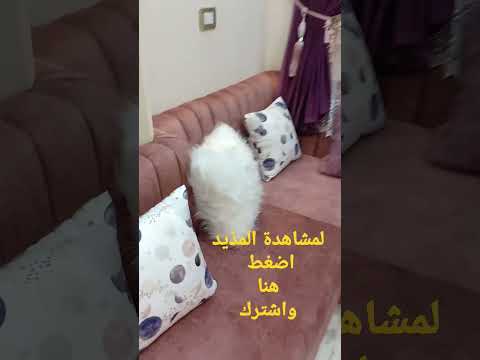 زاوية كشمير بعيدة 