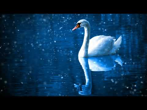 اجمل واروع موسيقى كلاسيكية بحيرة البجع Swan Lake 