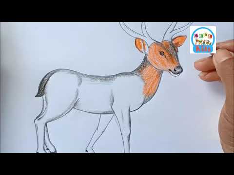 How To Draw Animal LOUY9 NEWS Easy And Easy Step By Step 