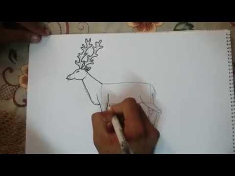 تعليم الرسم المبسط كيف ترسم غزالة 