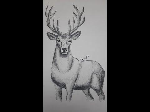How To Draw A Gazelle رسم بسيط و سهل طريقة رسم غزال 