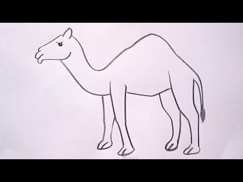 How To Draw Camel Drawing Easy Step By Step DrawingTalent 