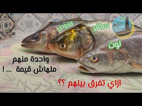 الفرق بين القاروص و اللوت و سمكة السلفر قليلة القيمة 
