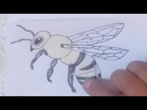 Comment Dessiner Une Abeille رسم سهل تعلم رسم نحلة 