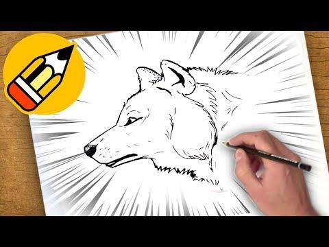 كيفية رسم الذئب 