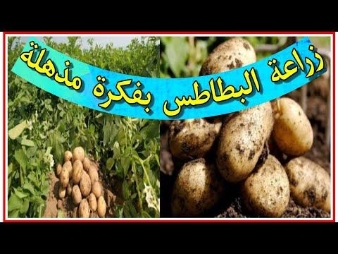 زراعة البطاطس في المنزل بطريقة إقتصادية و بسيطة 