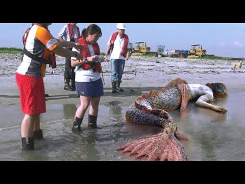 مخلوقات غريبة وجدها الناس على هذا الشاطئ رقم 1 حورية البحر 