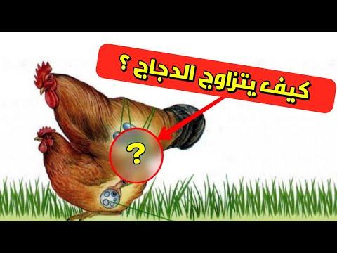كيف يتزاوج الدجاج أسرار التزاوج بين الديك و الدجاجة و تكون البيض Nature Lover 