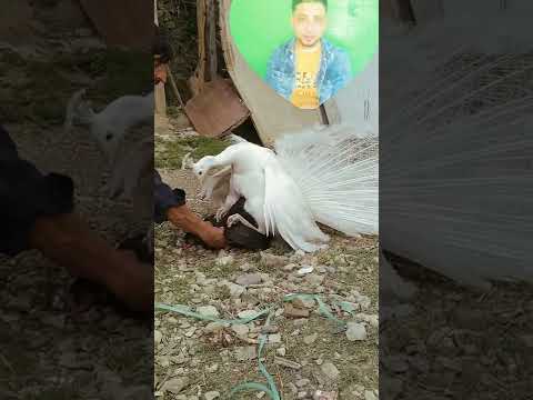 عملية تزاوج طاووس من فرخه 