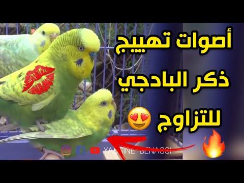 أصوات لإثارة طيور الببغاء وتشجيعهم على التزاوج. Perruche شانت د أمور 