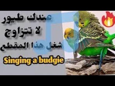 صوت ذكور طائر الببغاء يثير الذكور والإناث للتزاوج. Perruche شانت د أمور 