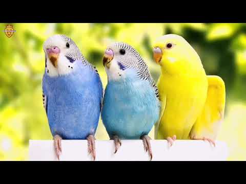 اجمل صوت تغريد لتنشيط طائر البادجي طيور الحب على اللعب و الهيجان والتغريد 