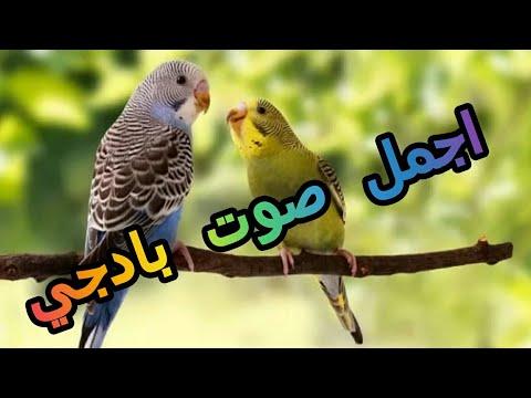 اجمل صوت تغريد لتنشيط طائر البادجي طيور الحب على اللعب و الهيجان 