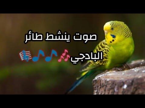 صوت ينشط طائر الببغاء 