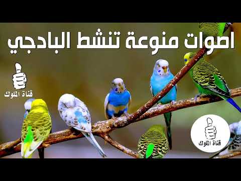 هذه الأصوات ستجعل طيورك مجنونة ونشطة وتبحث عن الصوت 