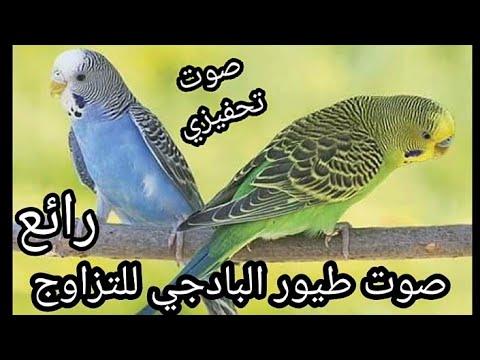 صوت زقزقة طيور الببغاء الأسترالية 