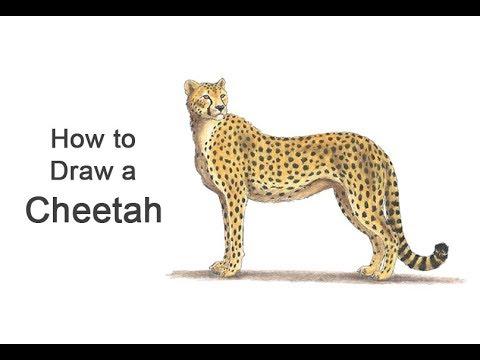 How To Draw A Cheetah Color 