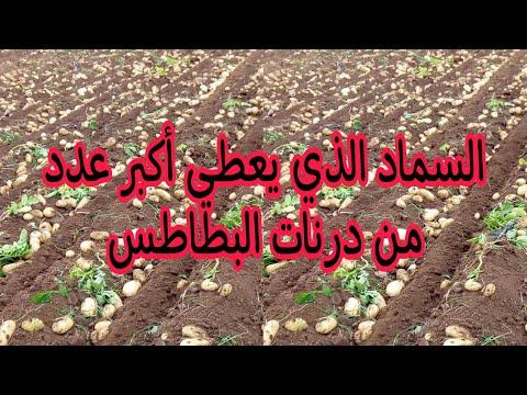 أفضل الأسمدة تنتج أكبر عدد من درنات البطاطس لكل فدان 