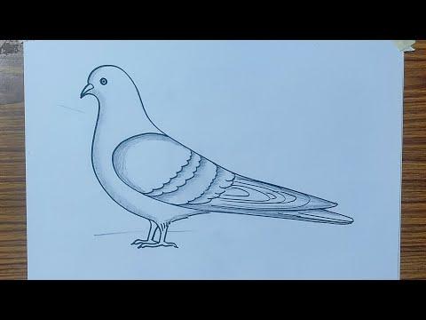 Pigeon Drawing In Easy Way Dove Drawing Very Easy Pigeon Drawing Easy Method 