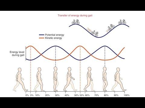 Human GAIT AN INTRO Kinematics Kinetics Moments And Finally Gait Powers 