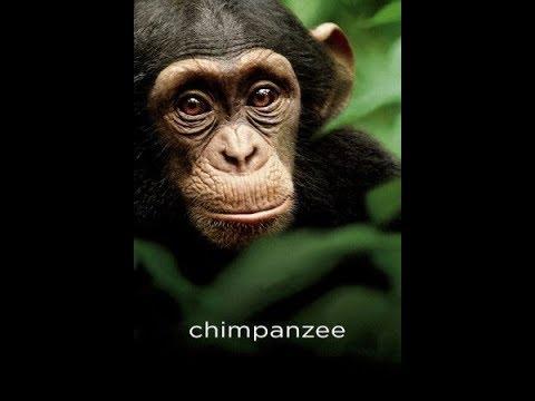 مشاهدة فيلم Chimpanzee 2012 HD مترجم EgyBest 