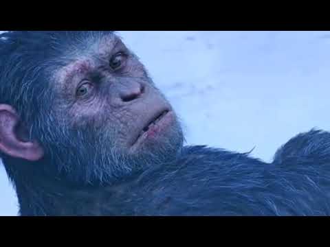 مشهد مؤثر وحزين جدا من فيلم القرد سيزر 