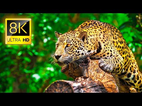 مجموعة Ultimate Wild Animals في تلفزيون 8K ULTRA HD 8K 