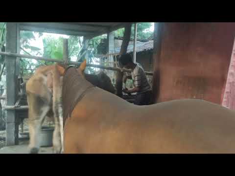 The Real Cow And Horse Meeting Dingin Dan Panas Summer Dishaajk 28 024 