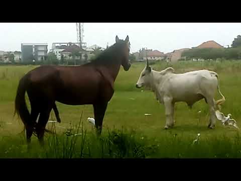 Horse And Cow Mating Never Seen Anything Like That 