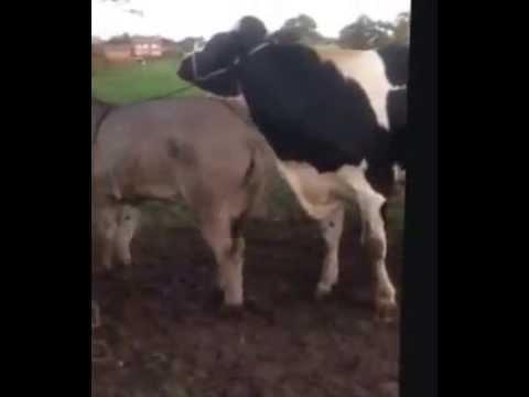 Donkey Kicks Disobedient Cow 