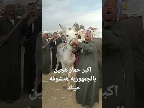 مستحيل وحش وليس جحش اكبر من بقره واغلي من حصان 