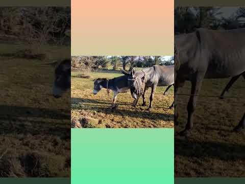 Horse Mating تزاوج الحيوانات 