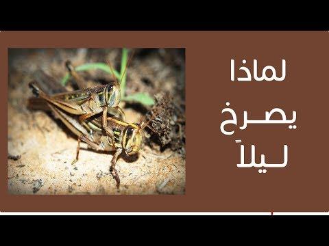 لماذا يصدر الكريكيت صوت الصراخ المميز في الليل؟ 