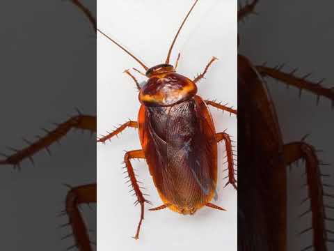 صوت صرصور الحقل Cockroach Sound 