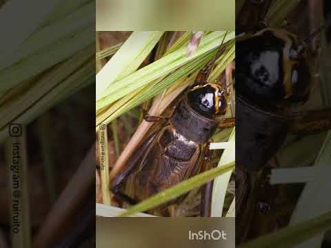 Shorts Crickets Sound صرصور الحقل 