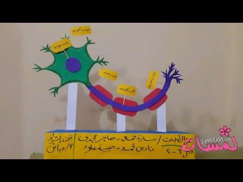 نشاط الخلية العصبية بنية العصبون How To Make Neurons وسائل تعليمية بالخطوات مشروع مدرسي 