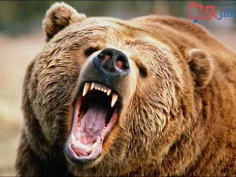 صوت الدب 
