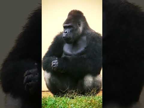 Gorilla Sounds Scary Short Gorilla Monkey 