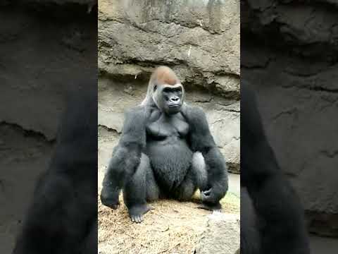 Grumble In The Urban Jungle Sound Up Gorilla 