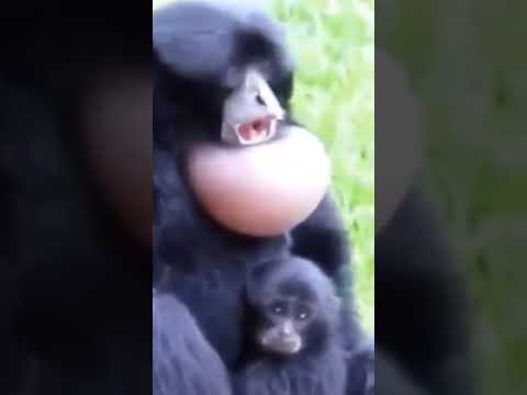 صوت أحد انواع القرود The Sound Of A Species Of Monkey 