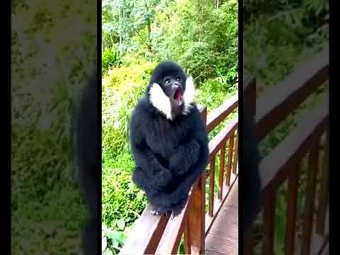 Gorilla Sounds 