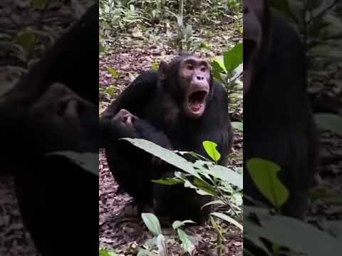 صوت القرود 