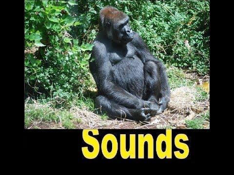 Angry Gorilla Sound Effects All Sounds 