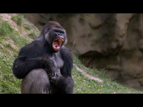 What Sound Does A Gorilla Make Animal Sounds Gorilla Sounds 