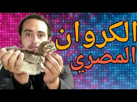 الكروان المصري صديق للكتاب والشعراء. تصحيح بعض المفاهيم. معلومات مهمة 