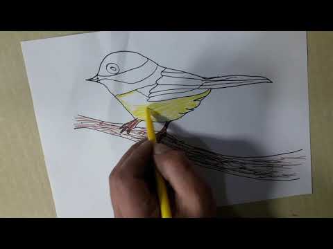 كيفية تعلم رسم وتلوين طائر عصفور 