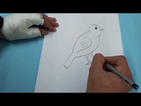 كيفية رسم عصفور How To Draw A Bird 