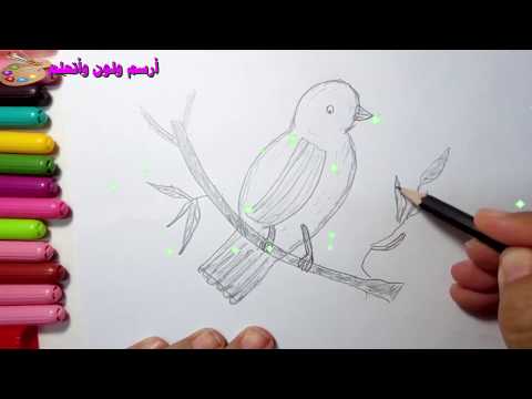 ارسم عصفور تعليم رسم عصفور تلوين How To Draw A Bird Very Easy Step By Step 